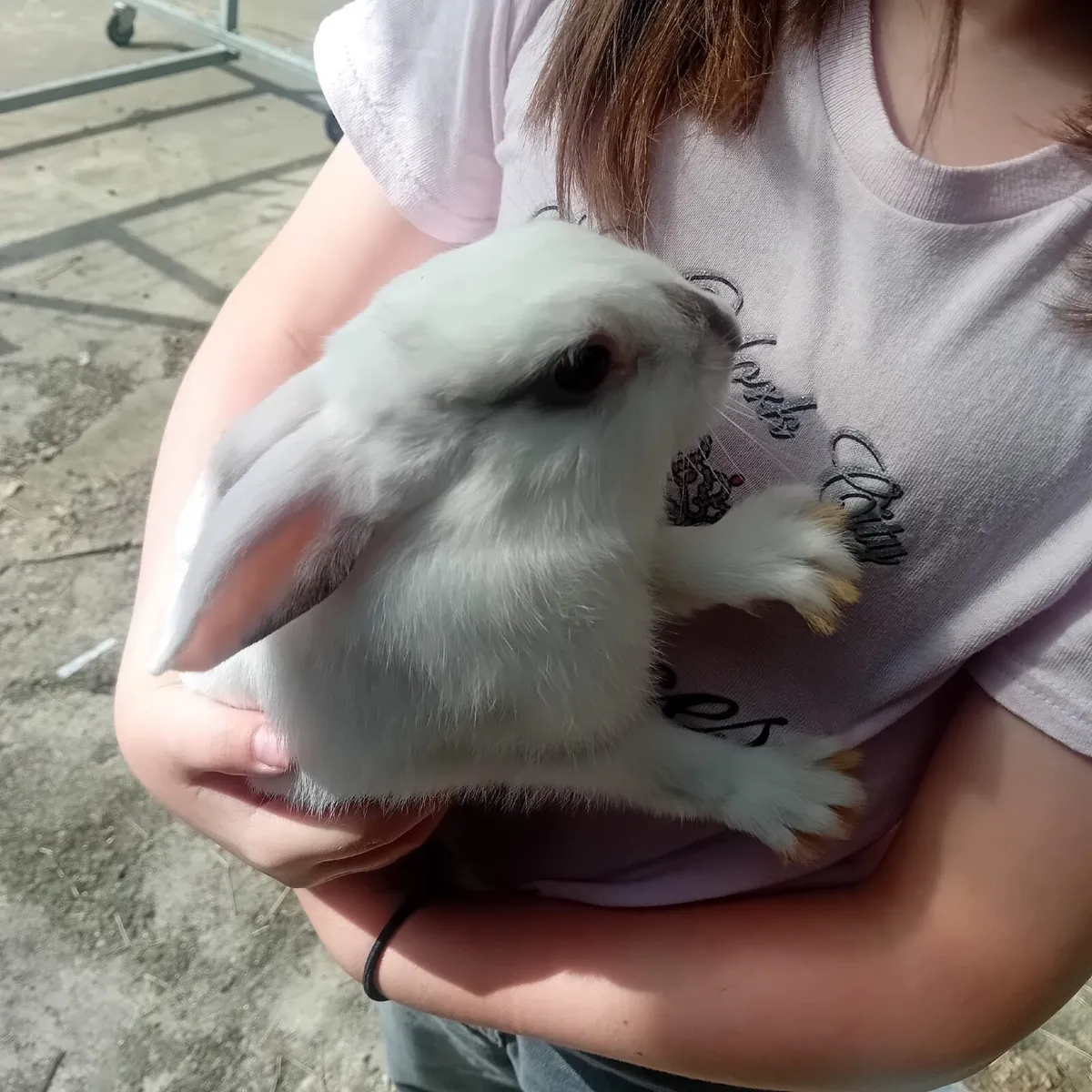 Rabbits - Image 3