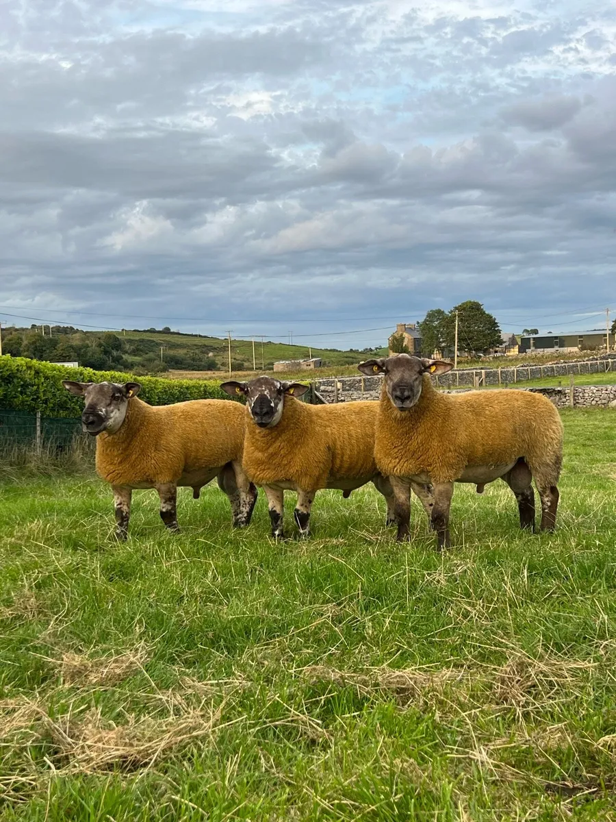 Suftex ram lambs - Image 1