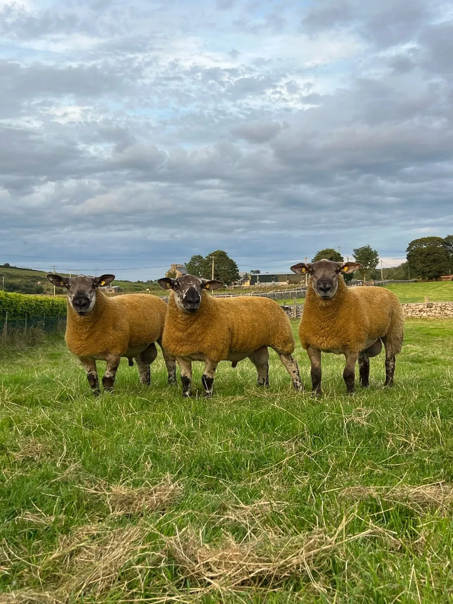 Suftex ram lambs - Image 2