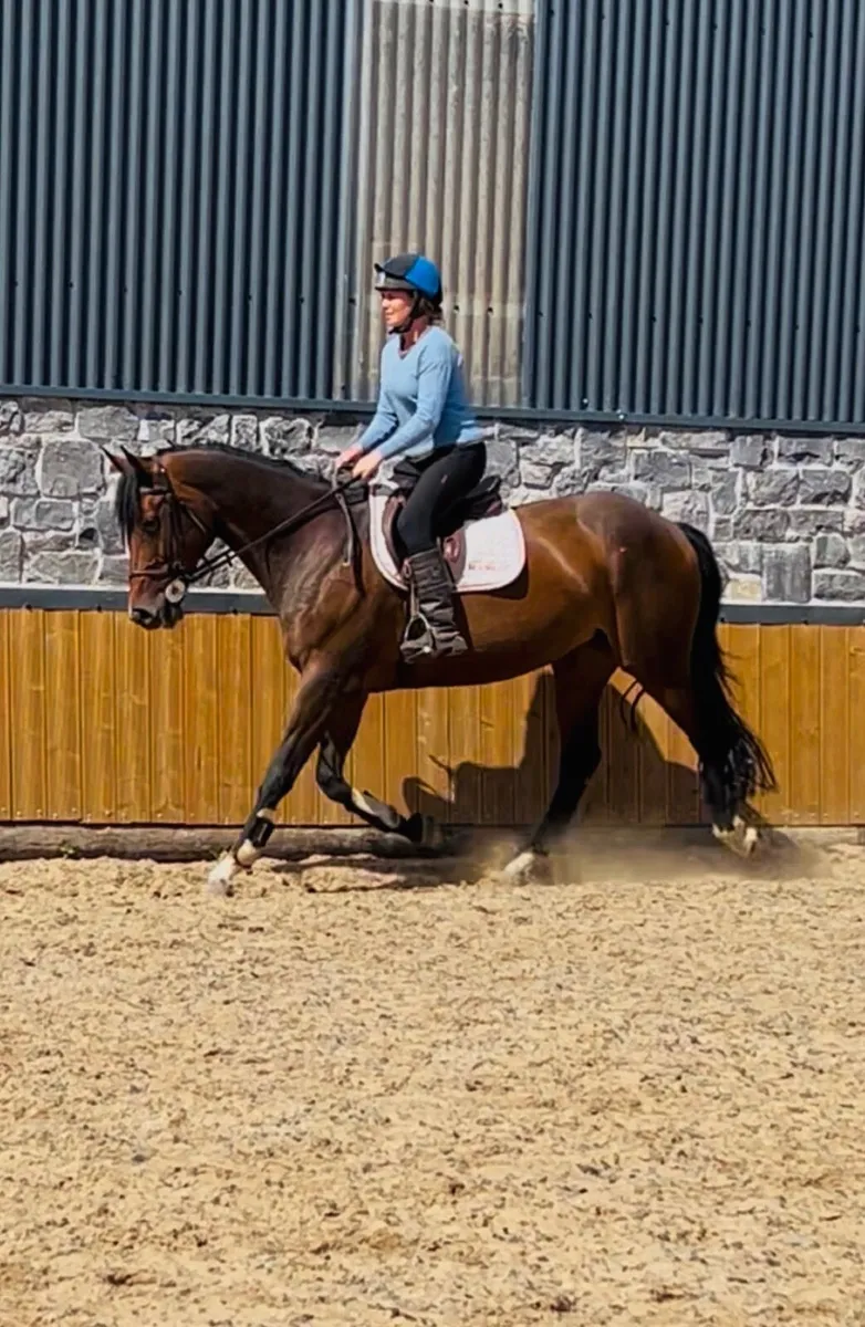 🐴Well used 16hh allrounder 🐴 - Image 3