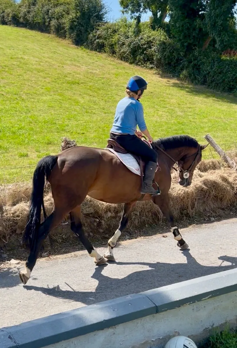 🐴Well used 16hh allrounder 🐴 - Image 4