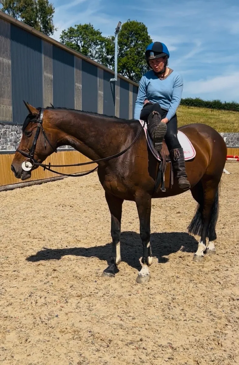 🐴Well used 16hh allrounder 🐴 - Image 1