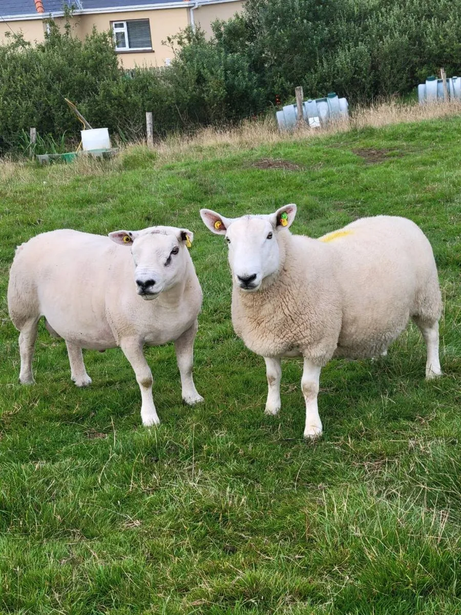 Rams - Image 1