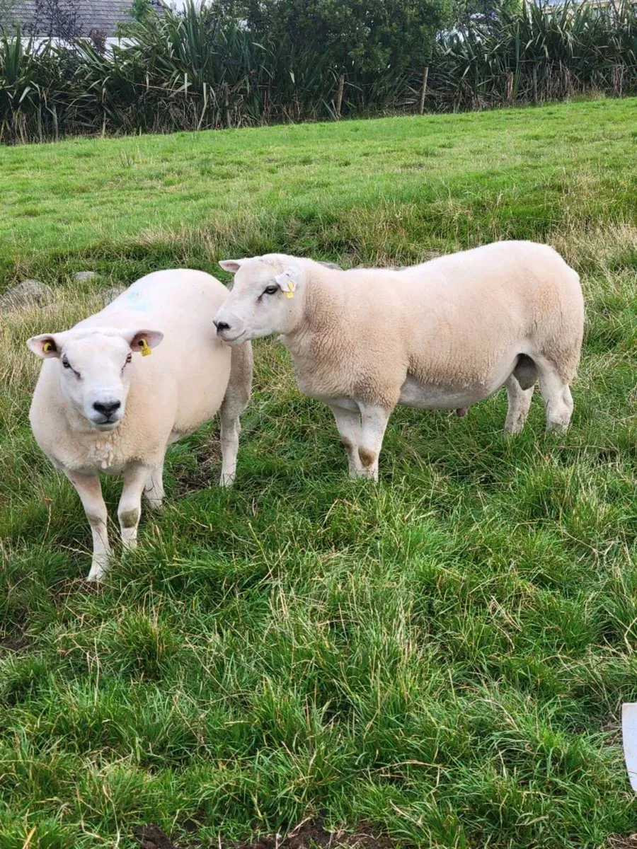Rams - Image 2