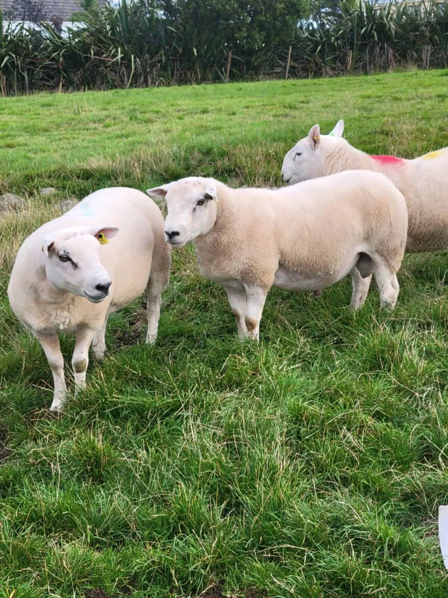 Rams - Image 3