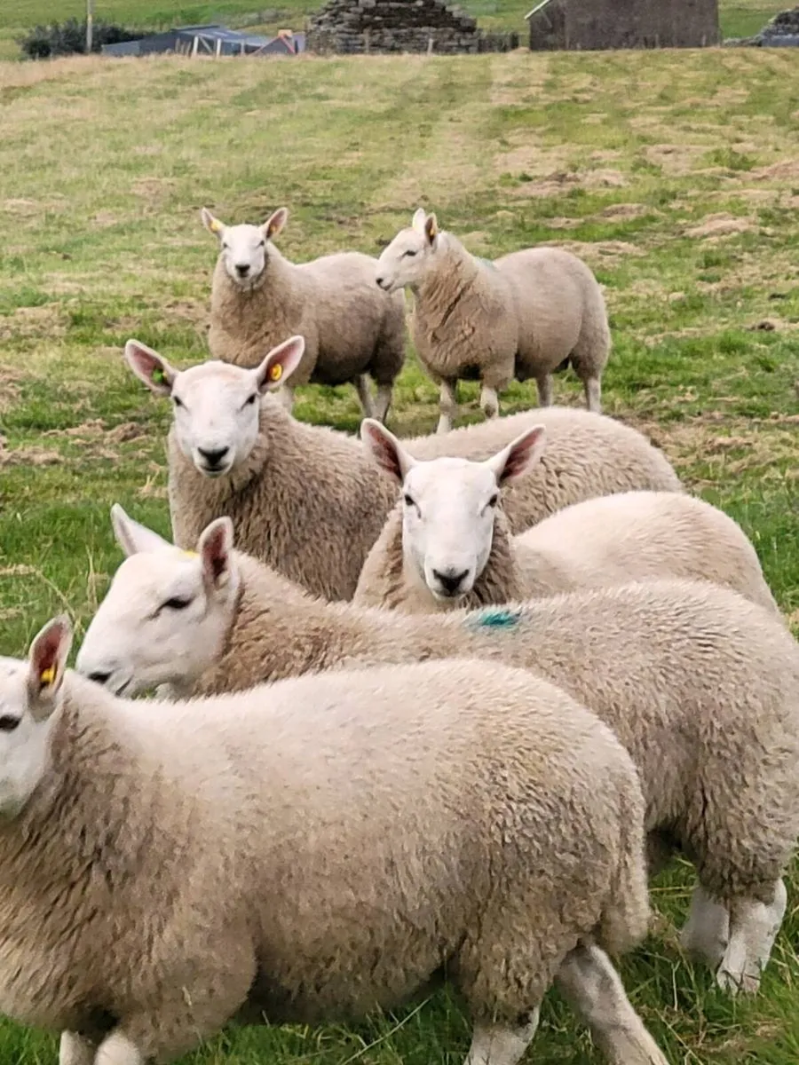 Rams - Image 4