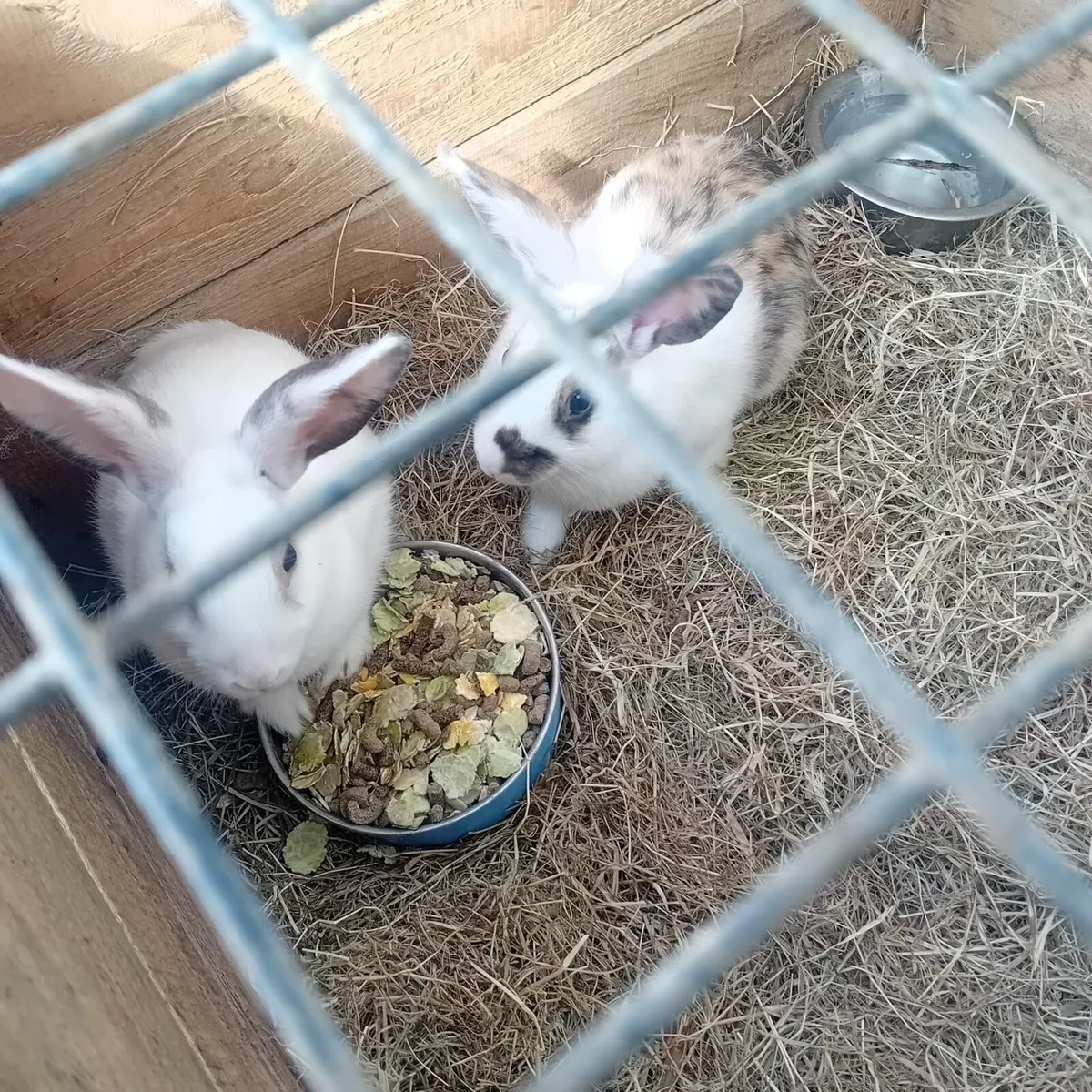 Rabbits - Image 4