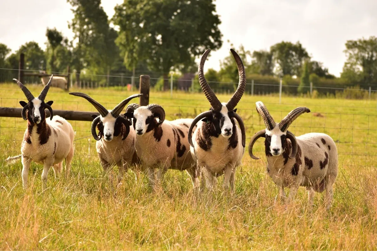PB Jacob and herdwick hogget rams - Image 1