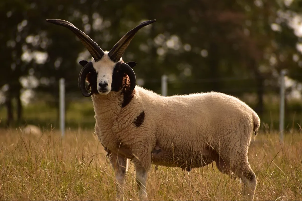 PB Jacob and herdwick hogget rams - Image 2