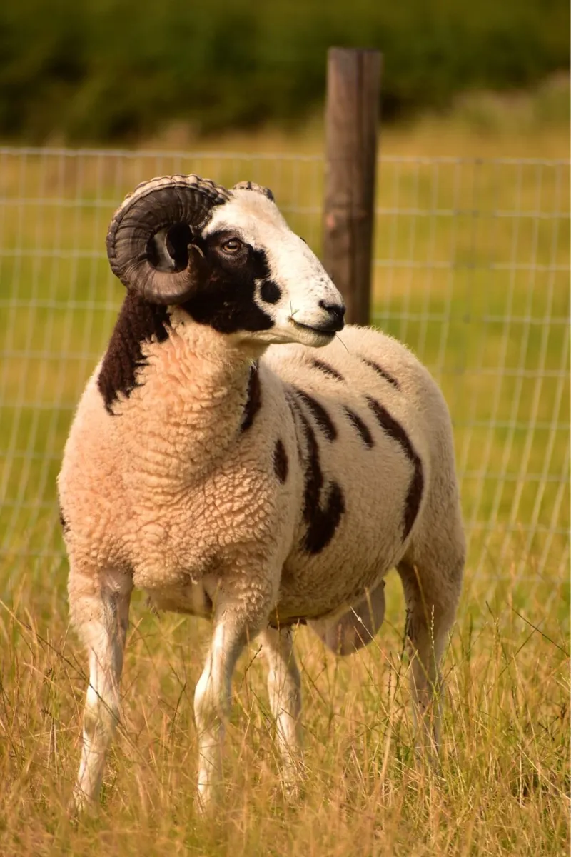 PB Jacob and herdwick hogget rams - Image 3