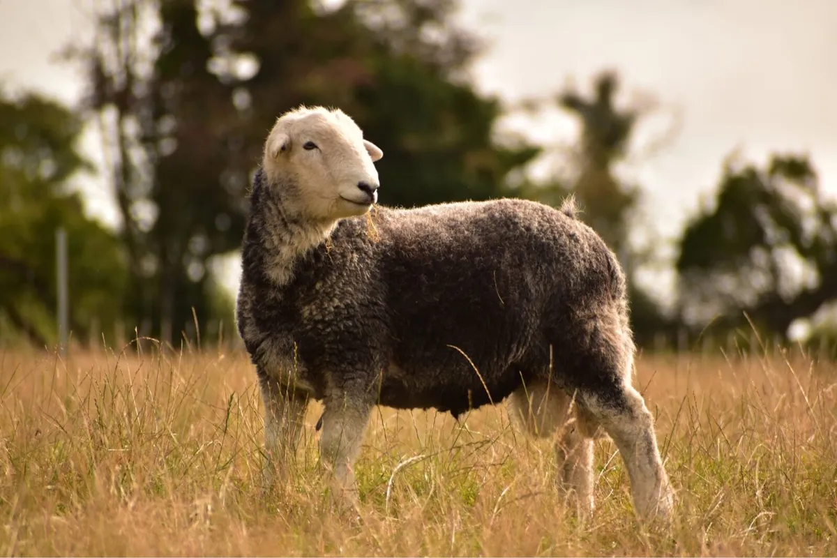 PB Jacob and herdwick hogget rams - Image 4