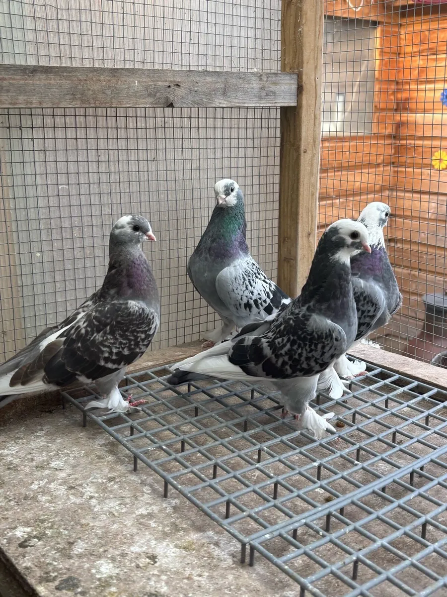 Kurdish Pigeons - Image 2