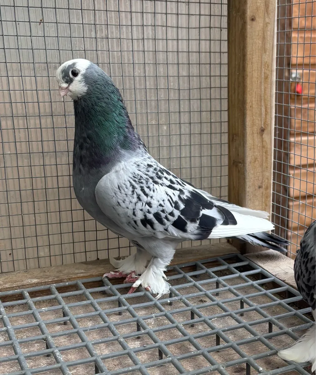 Kurdish Pigeons - Image 1