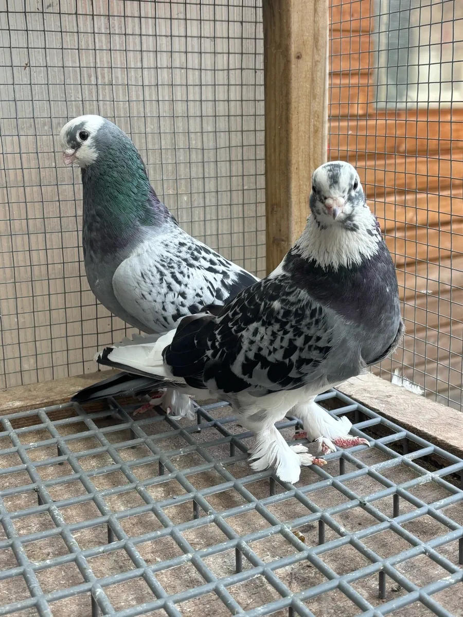 Kurdish Pigeons - Image 3