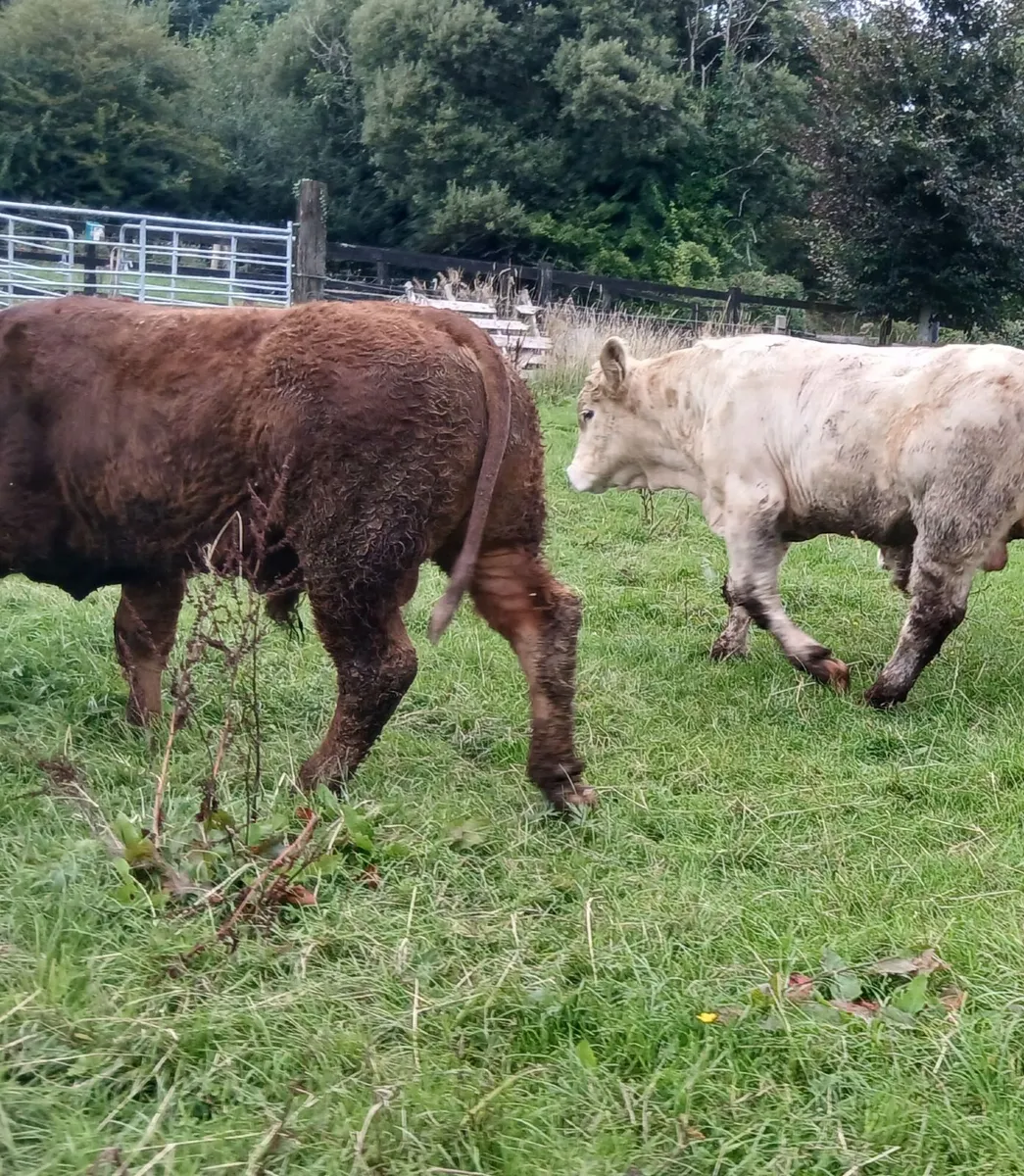 5 super  u grade bullocks - Image 1