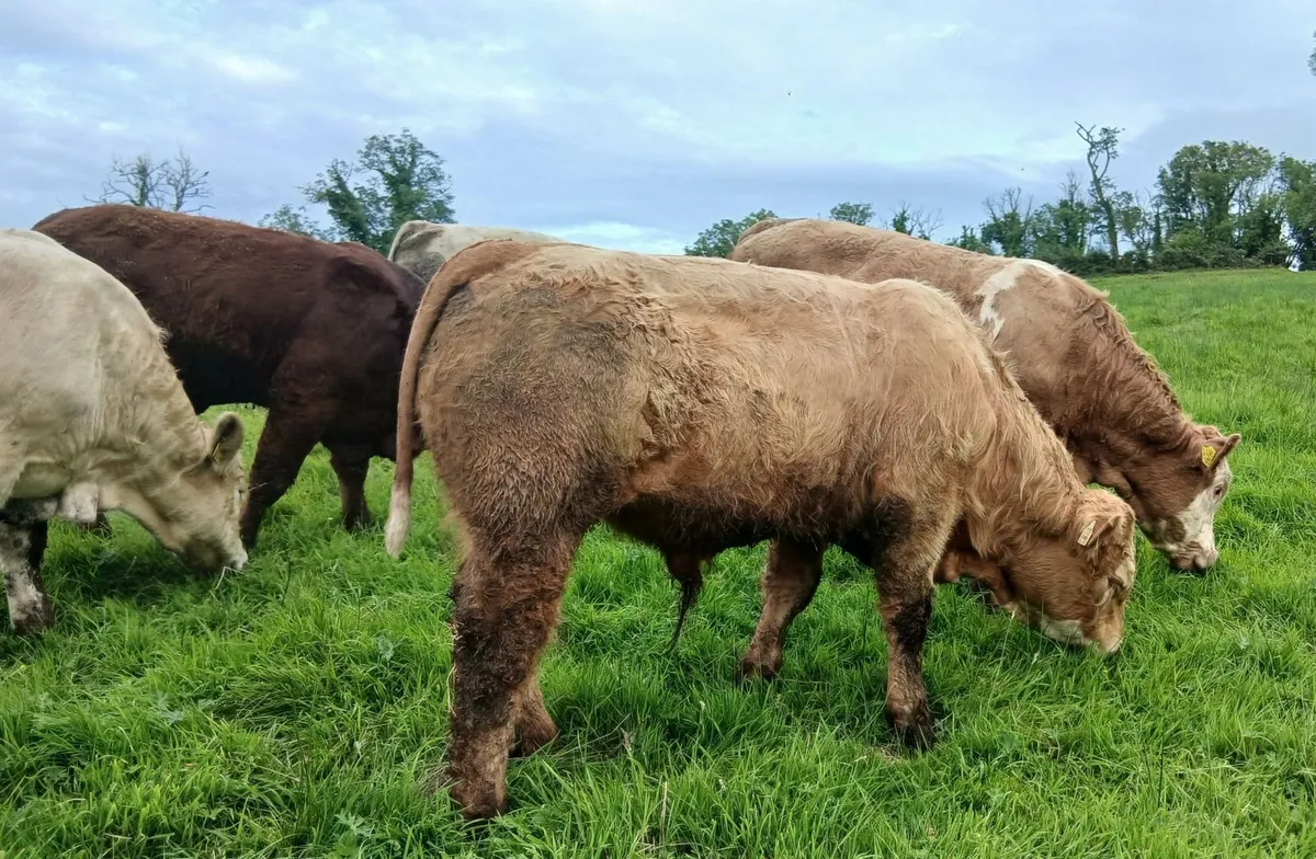 5 super  u grade bullocks - Image 3