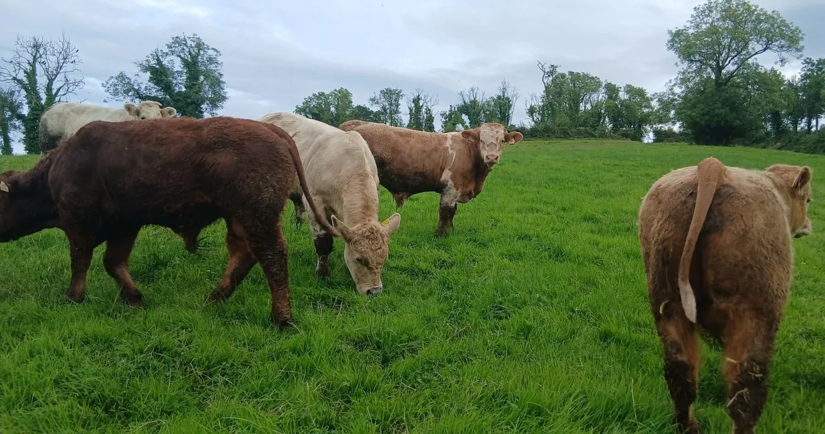 5 super  u grade bullocks - Image 4
