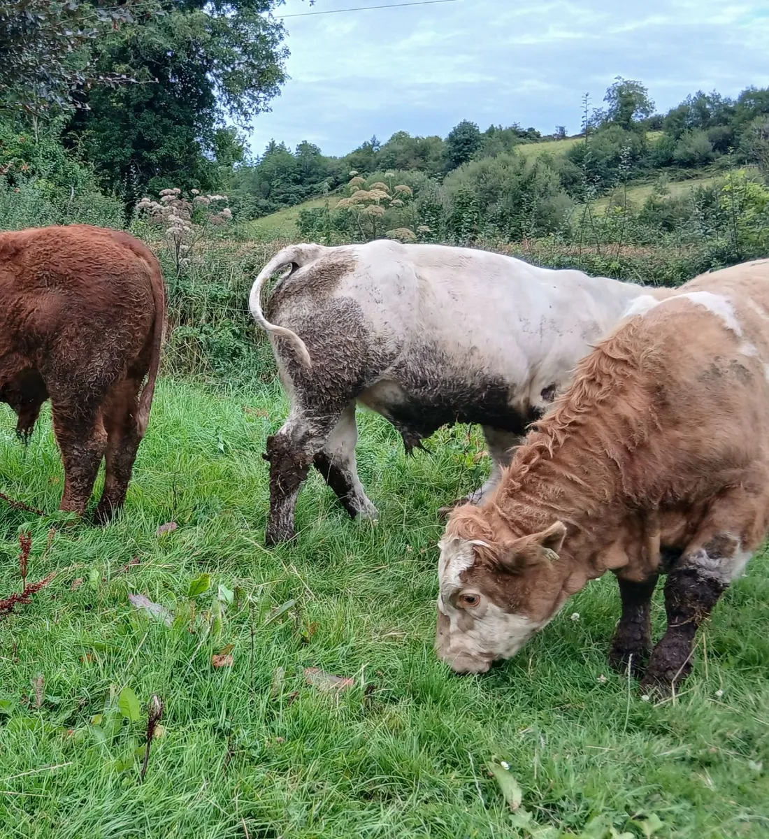 5 super  u grade bullocks - Image 2