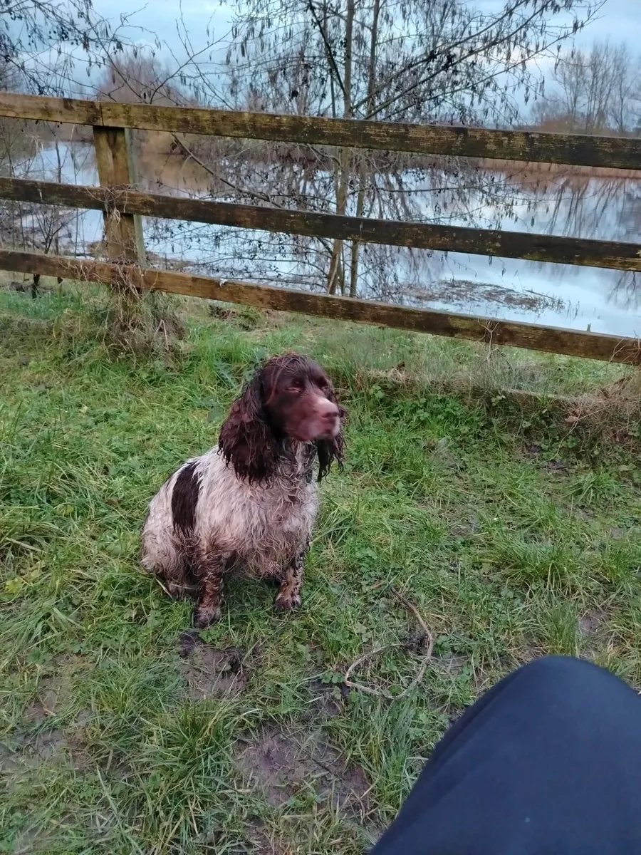 Springer spaniel bitch - Image 1
