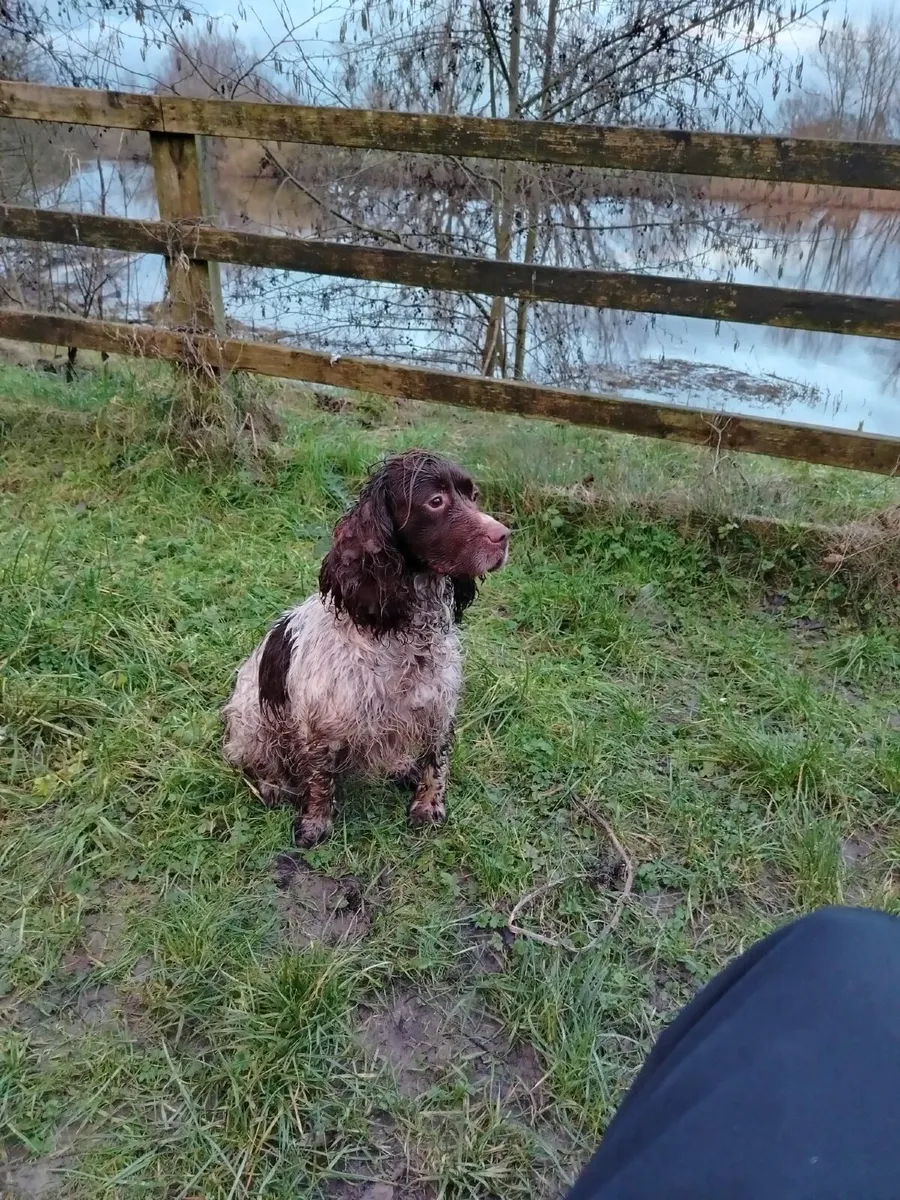 Springer spaniel bitch - Image 3