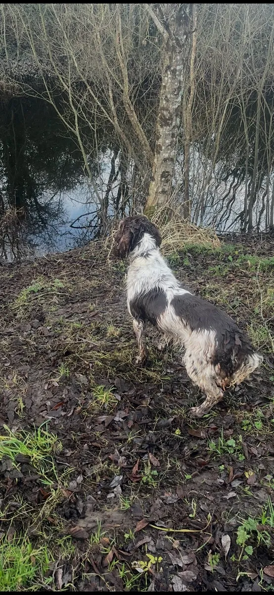 Springer spaniel bitch - Image 4