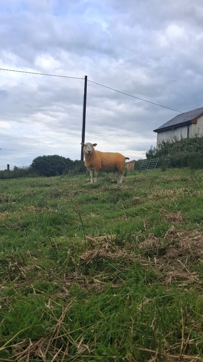 Suftex x hogget ram + suftex ram lamb - Image 3