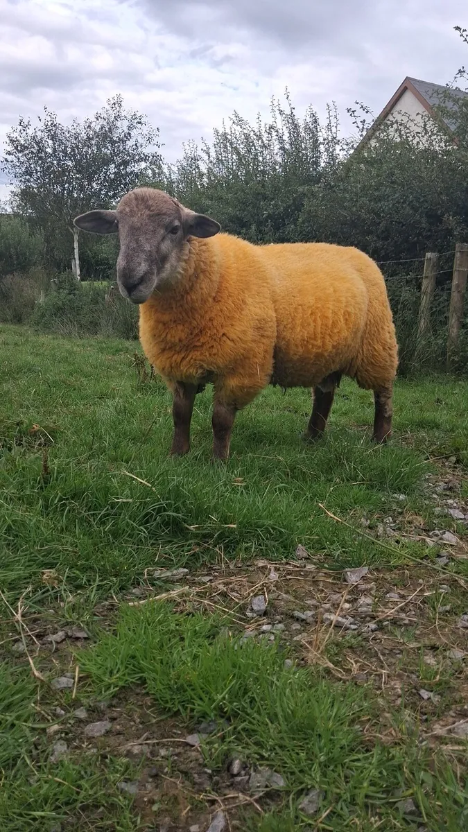 Suftex x hogget ram + suftex ram lamb - Image 4