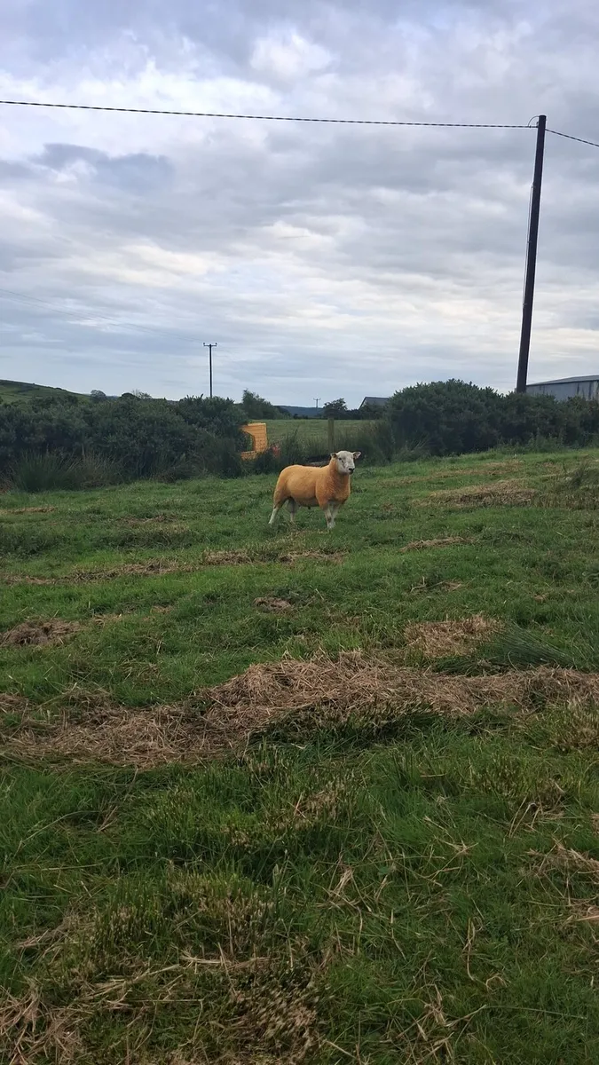 Suftex x hogget ram + suftex ram lamb - Image 1