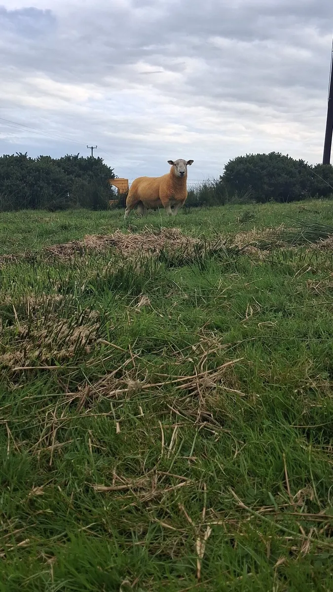 Suftex x hogget ram + suftex ram lamb - Image 2