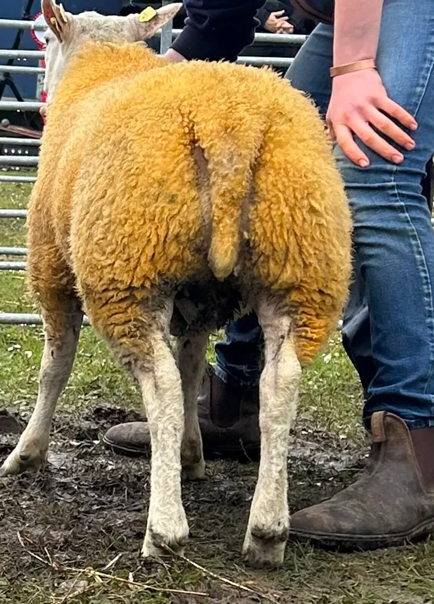 Super Beltex ram lamb - Image 2