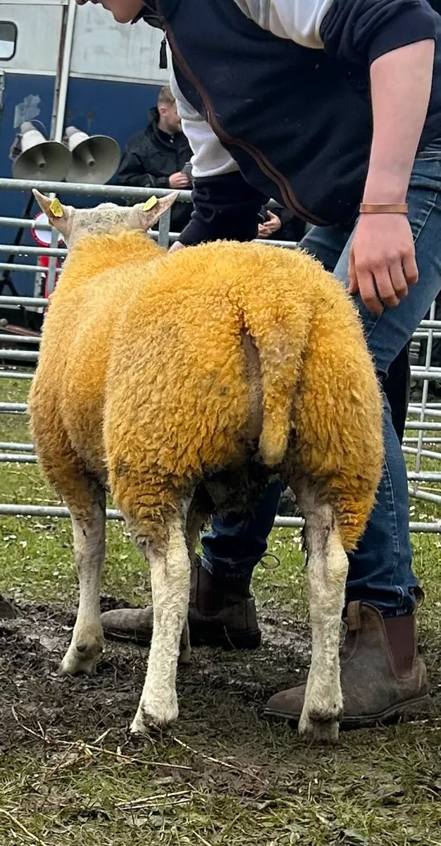 Super Beltex ram lamb - Image 1
