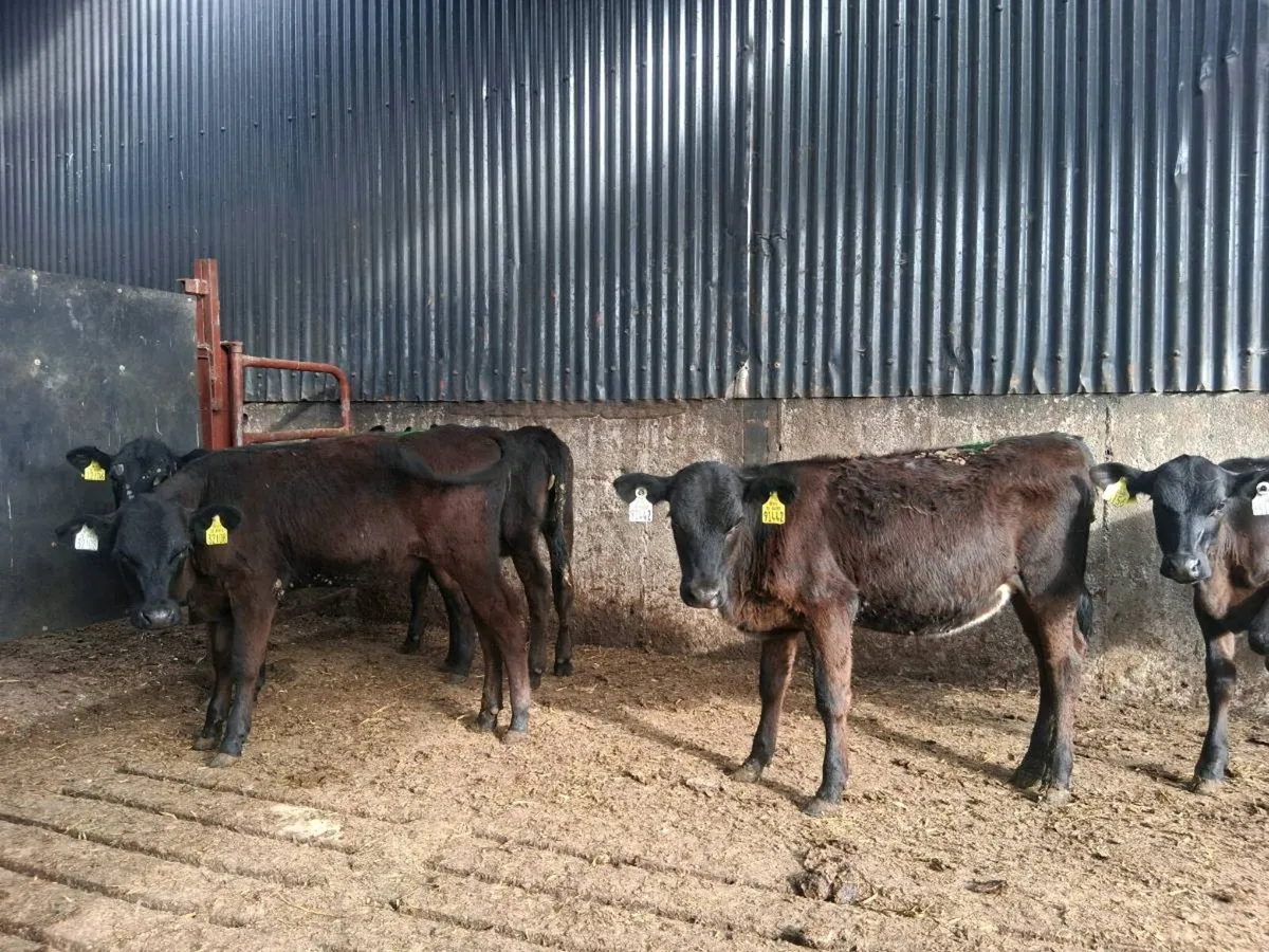 ⚫️ANGUS HEIFER WEANLINGS ⚫️ - Image 2