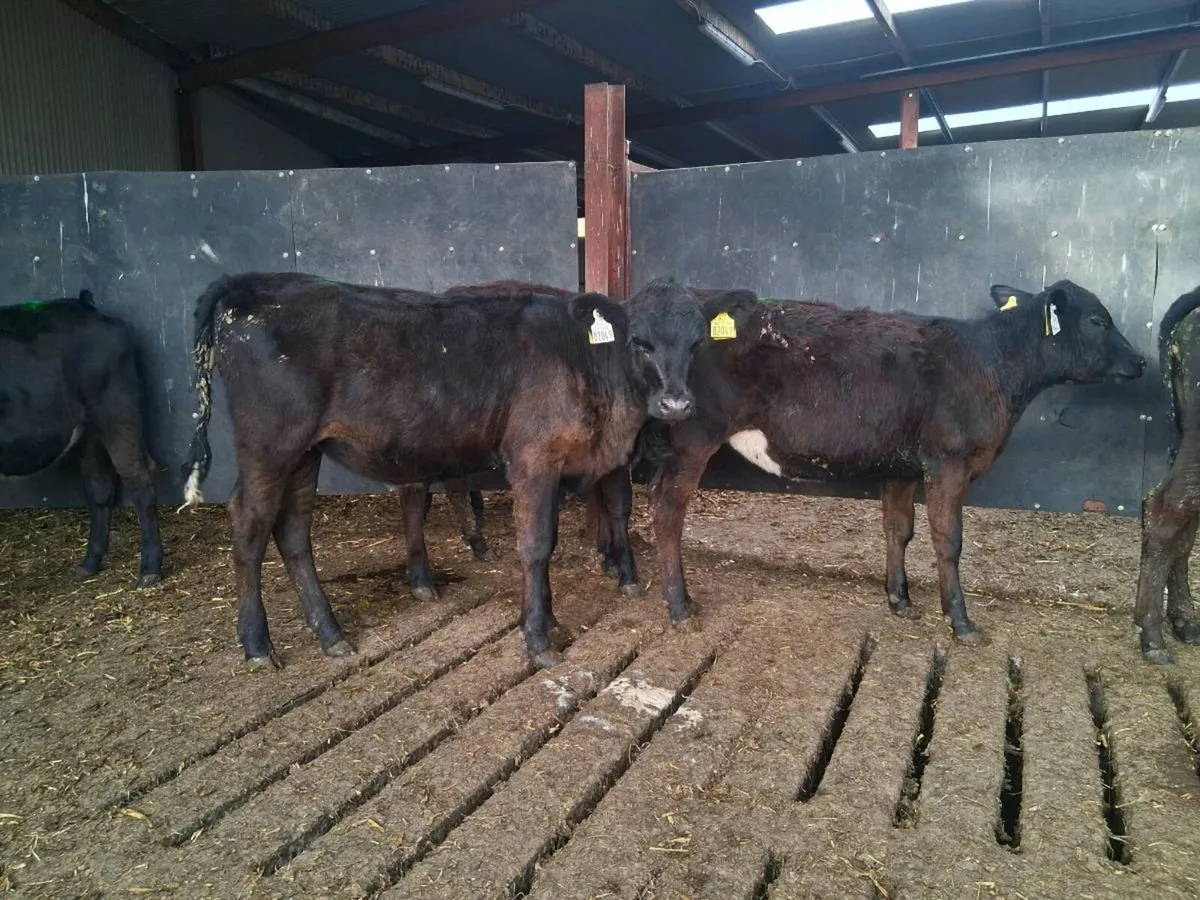 ⚫️ANGUS HEIFER WEANLINGS ⚫️ - Image 3