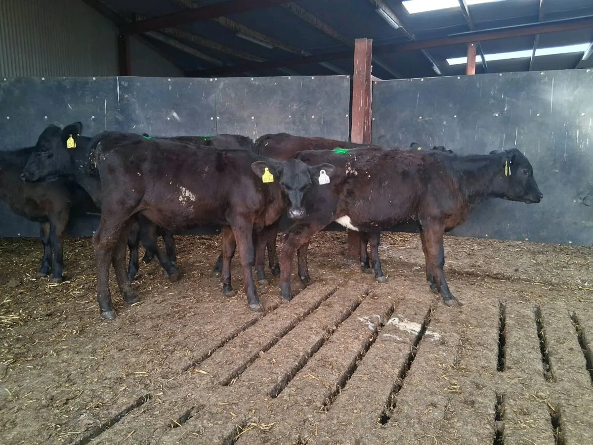 ⚫️ANGUS HEIFER WEANLINGS ⚫️ - Image 4