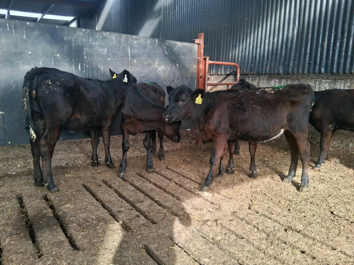 ⚫️ANGUS HEIFER WEANLINGS ⚫️ - Image 1