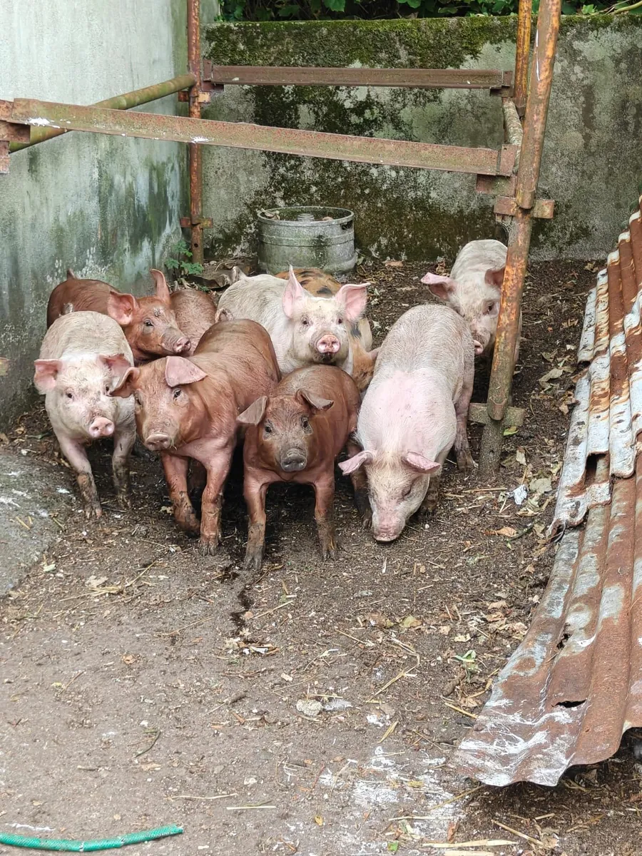 Duroc Large White Cross Pigs - Image 1