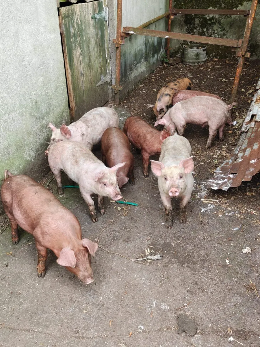 Duroc Large White Cross Pigs - Image 2