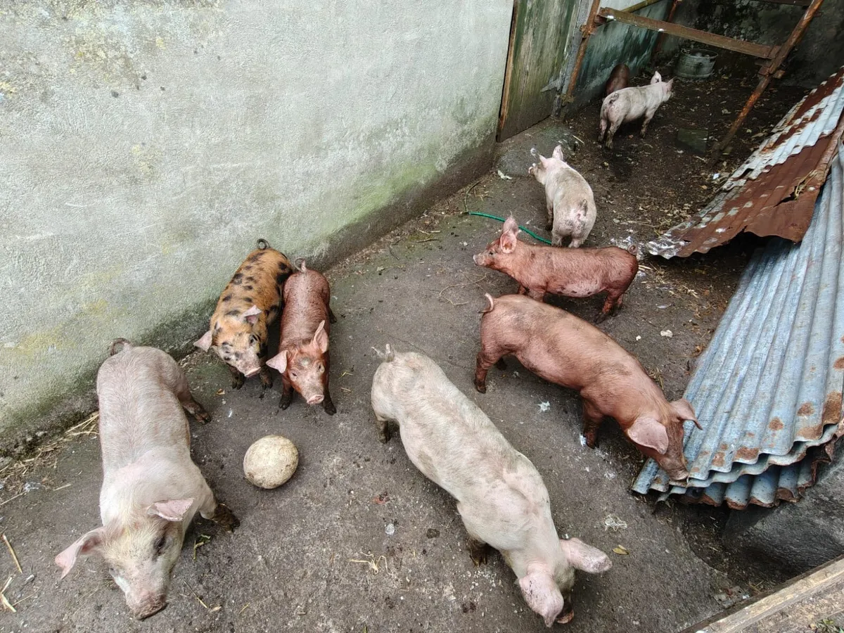 Duroc Large White Cross Pigs - Image 3