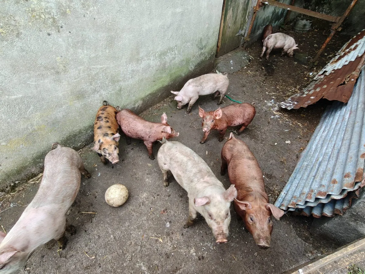 Duroc Large White Cross Pigs - Image 4