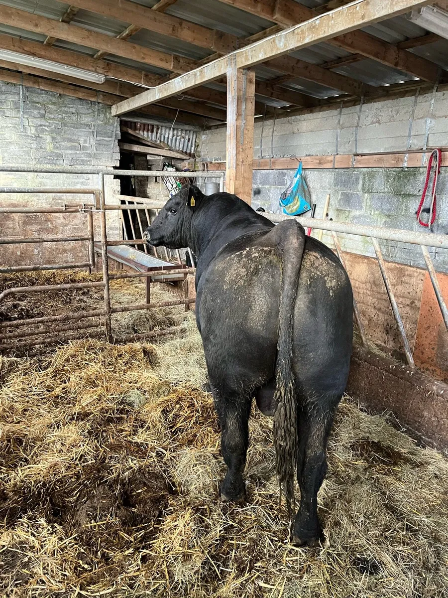 Pbr Aberdeen Angus Bull - Image 2