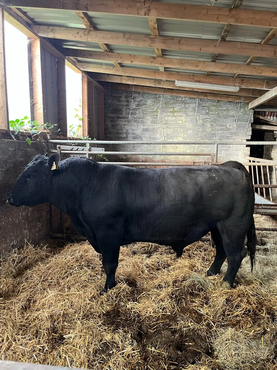 Pbr Aberdeen Angus Bull - Image 1