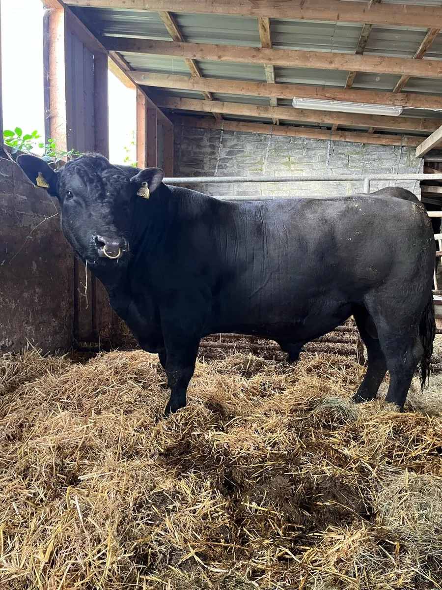Pbr Aberdeen Angus Bull - Image 3