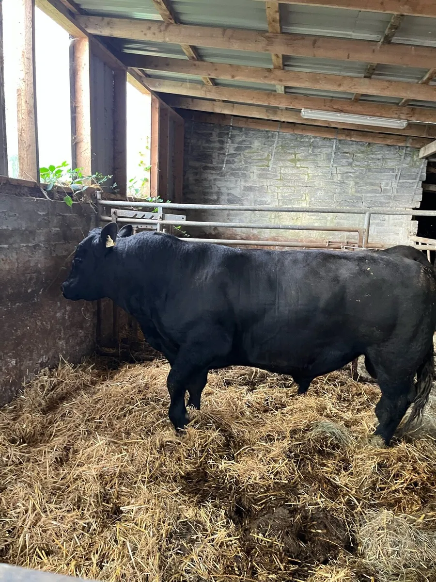 Pbr Aberdeen Angus Bull - Image 4