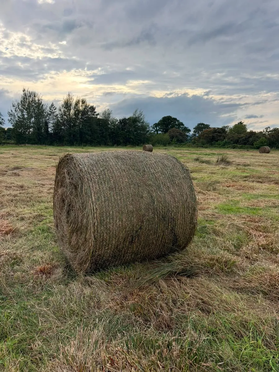 Bales of rushes - Image 1