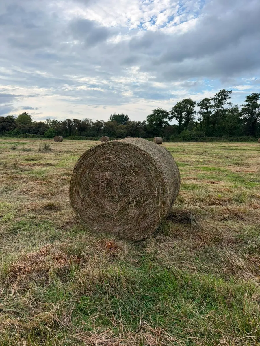 Bales of rushes - Image 2