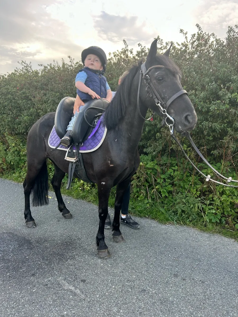 Bombproof pony - Image 3
