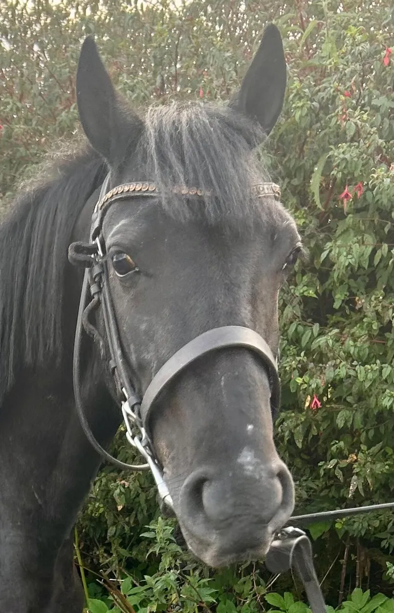Bombproof pony - Image 4