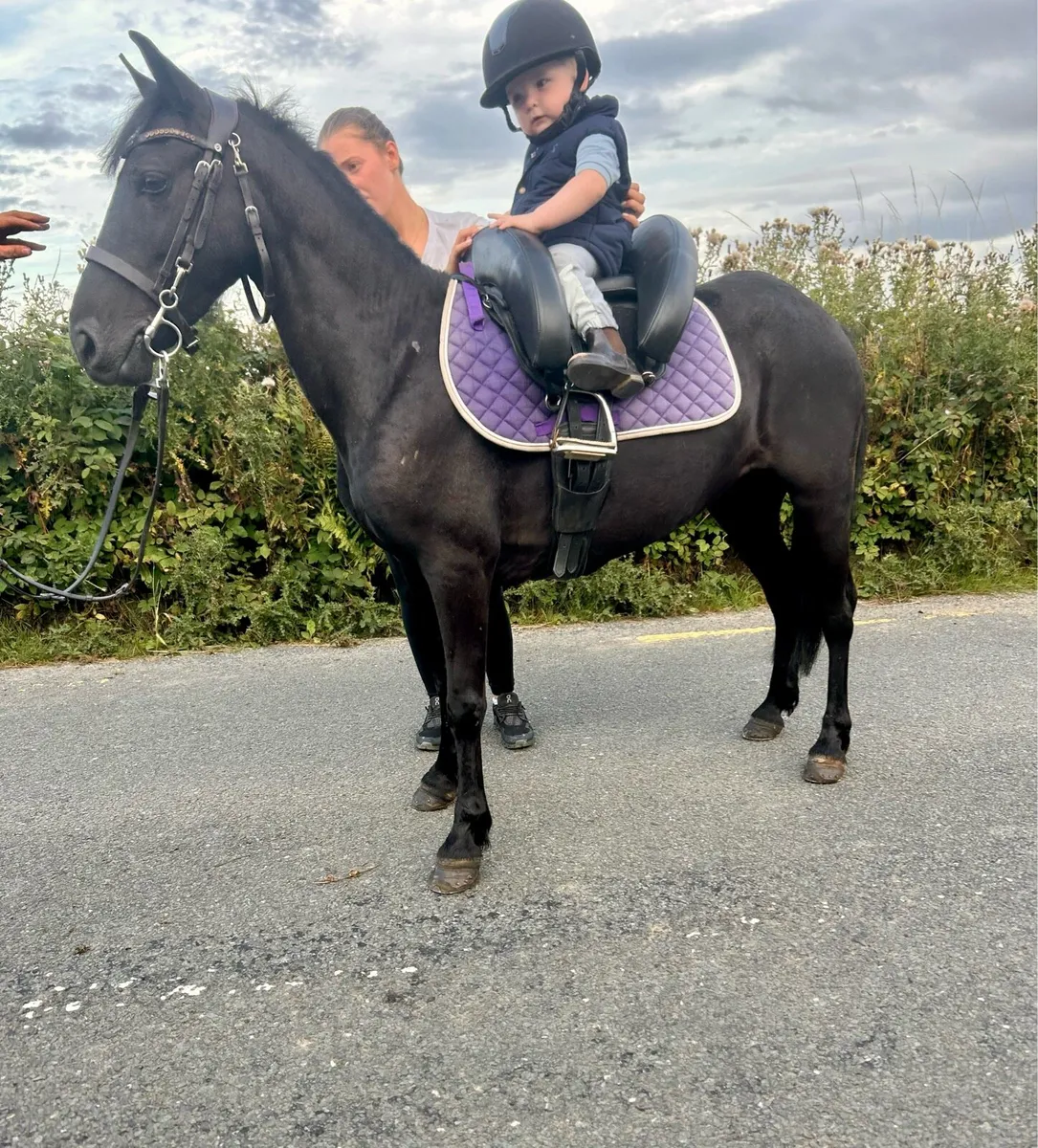 Bombproof pony - Image 1