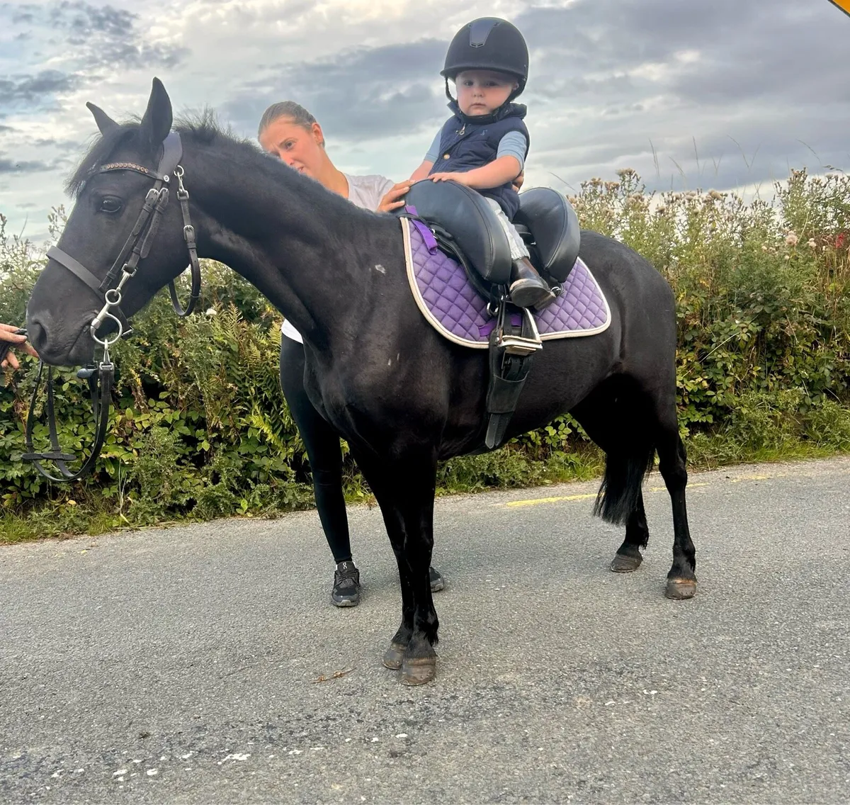 Bombproof pony - Image 2