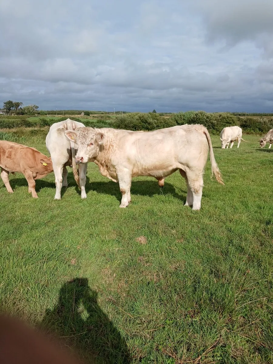 PBR CH Bull - Image 1